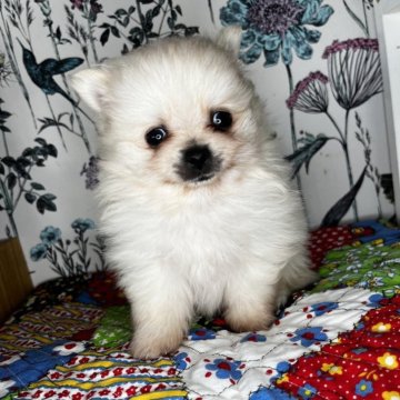 ポメラニアン【愛知県・男の子・2024年1月19日・クリーム】の写真「小ぶりな男の子です。
毛もモフモフです❤️」