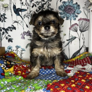 チワプー(チワワ×トイプードル)【愛知県・女の子・2024年2月12日・ブラックタン】の写真「ミックス特有の可愛らしさ。
コロコロです。」