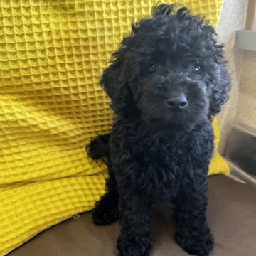 トイプードル(トイ)【愛知県・男の子・2024年4月24日・ブラック】の写真「兄妹の中で一番のおっとりさん。」