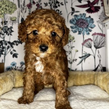 トイプードル(トイ)【愛知県・男の子・2024年1月9日・レッド】の写真「マイペースな男の子です。
ムチムチコロコロです。」