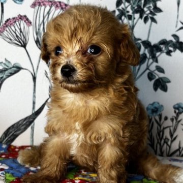 ミックス(チワワ×ミックス)【愛知県・女の子・2024年8月12日・イエロー】の写真「小柄な女の子です。
とてもおとなしいです。」