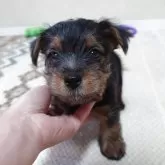 ノーフォークテリア