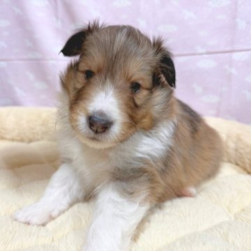 シェットランドシープドッグ【千葉県・男の子・2025年1月26日・セーブル&ホワイト】の写真「ぐんぐん成長中の可愛い男の子です!」