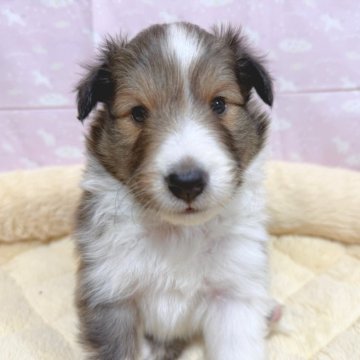 シェットランドシープドッグ【千葉県・男の子・2025年1月26日・セーブル&ホワイト】の写真「小さめ可愛い男の子です!」