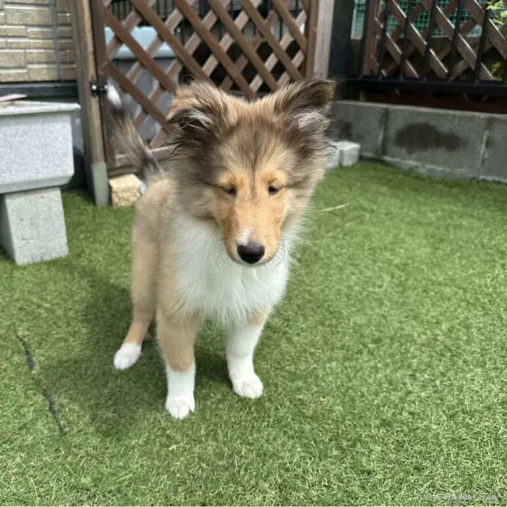 ID：2406-00337の子犬