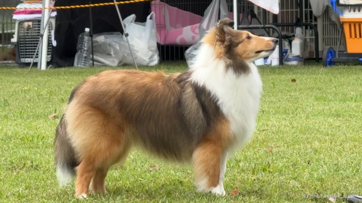 シェットランドシープドッグ【・女の子・2025年1月22日・セーブル&amp;ホワイト】「ドッグショーに挑戦しています🐾」