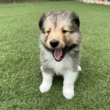 シェットランドシープドッグ【千葉県・男の子・2024年5月14日・セーブル&ホワイト】の写真「探検大好きな兄弟の中でおっとり系甘えん坊の男です。」