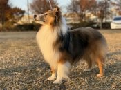 シェットランドシープドッグ【・女の子・2025年1月22日・セーブル&ホワイト】「毛並みがきれいになってきました🐾」