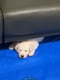 ホワイト・スイス・シェパード・ドッグ【鳥取県・男の子・2024年8月15日・ホワイト】の写真2「お気に入りのソファーの下でおやすみ」
