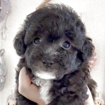 シルバーのティーカッププードルの子犬を探す｜ブリーダー直販の