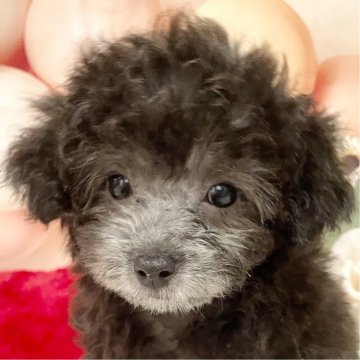トイプードル(タイニー)【静岡県・女の子・2024年6月14日・シルバー】の写真「短足でお鼻も短くとても可愛いですよ♡遺伝子クリア」