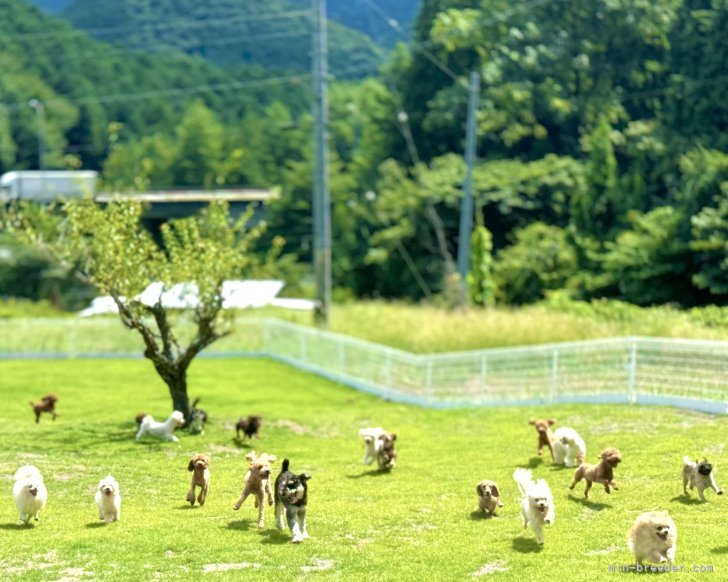 広大なドッグランでのびのびと🐾｜福代　慶(ふくよ　けい)ブリーダー(岐阜県・ミニチュアシュナウザーなど・JKC登録)の紹介写真5