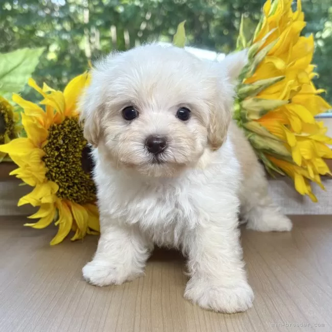 ID：2508-00207の子犬