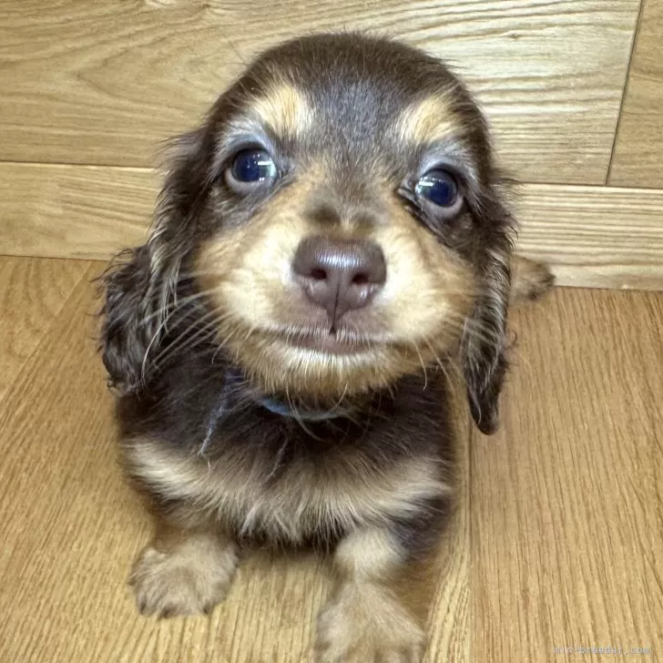 ID：2412-05106の子犬