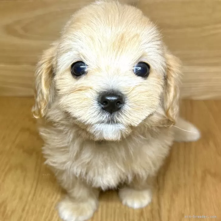 ID:2412-03613の子犬