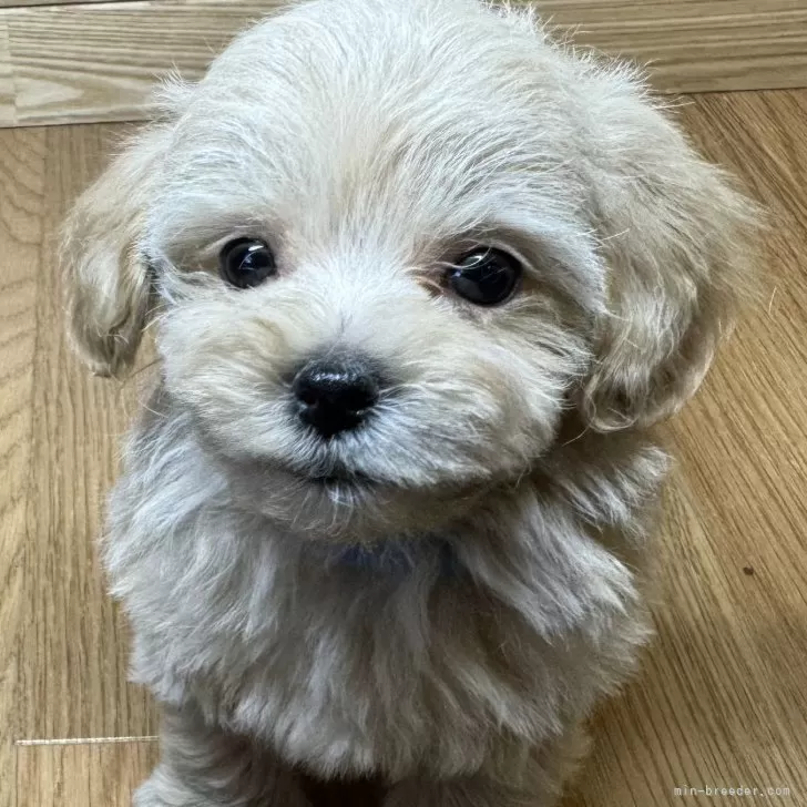 ID:2502-05427の子犬