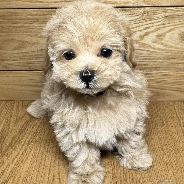 ID:2502-05431の子犬