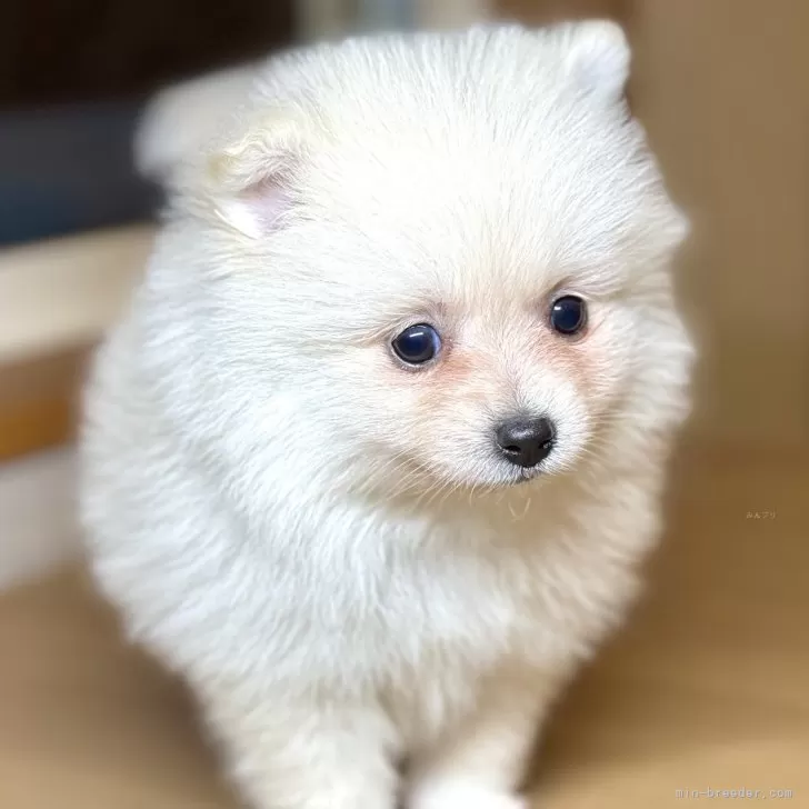 ID：2503-07705の子犬