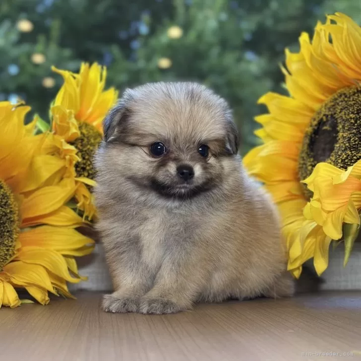 ID：2508-02617の子犬