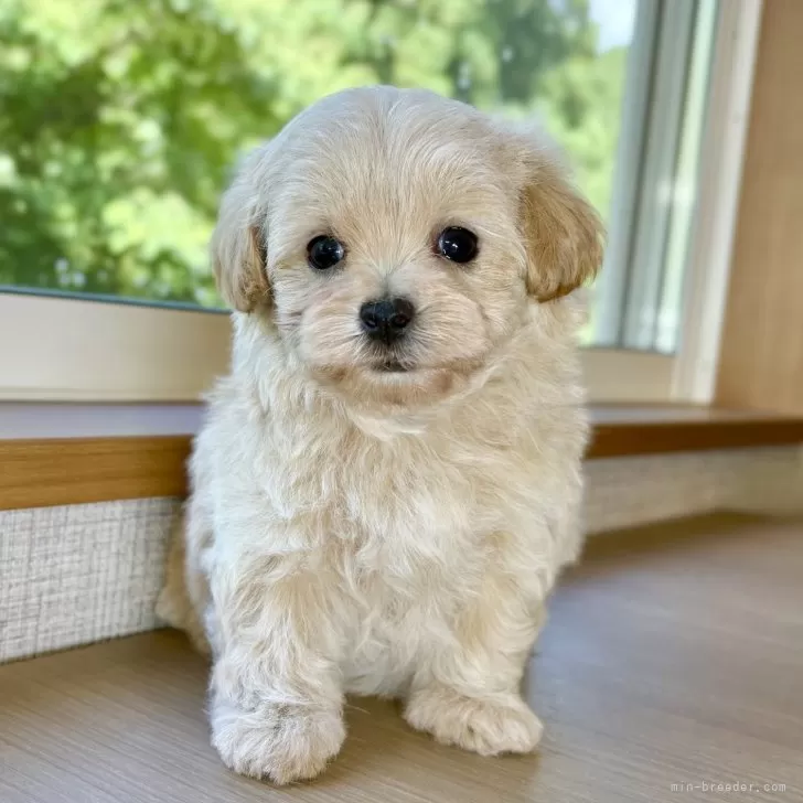 ID:2506-07661の子犬