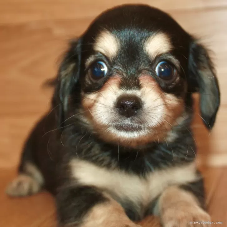 ID:2411-02113の子犬