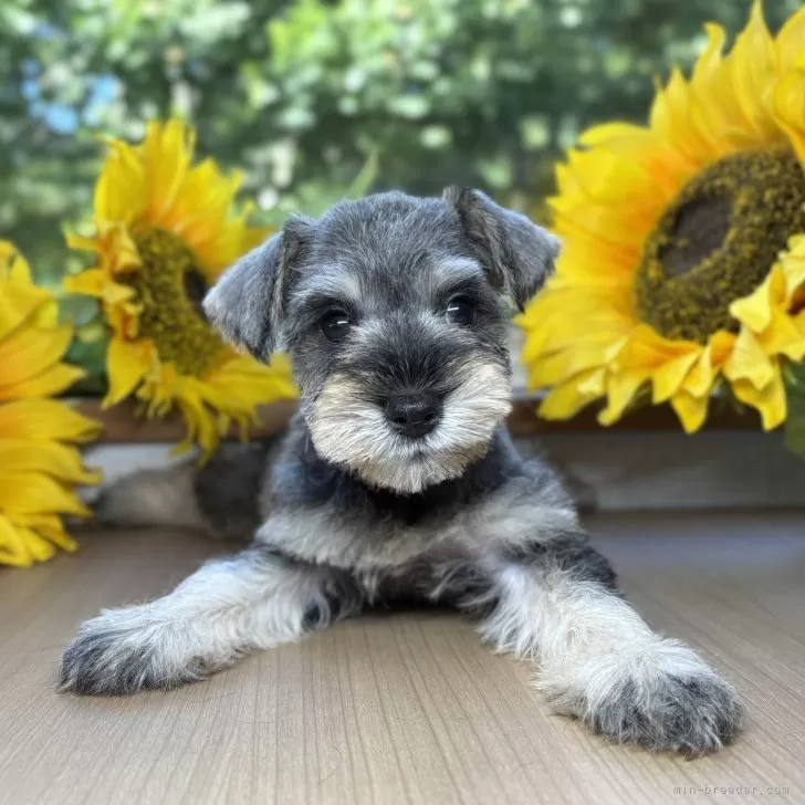 ID:2508-02294の子犬