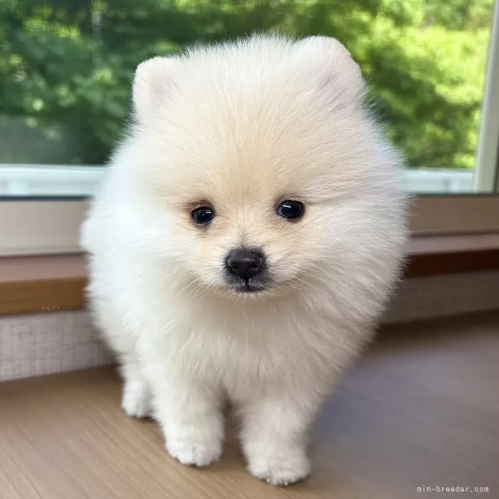 ID：2506-03459の子犬