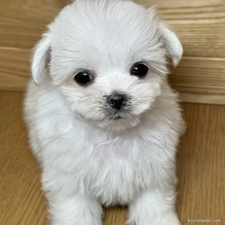 ID：2501-04480の子犬