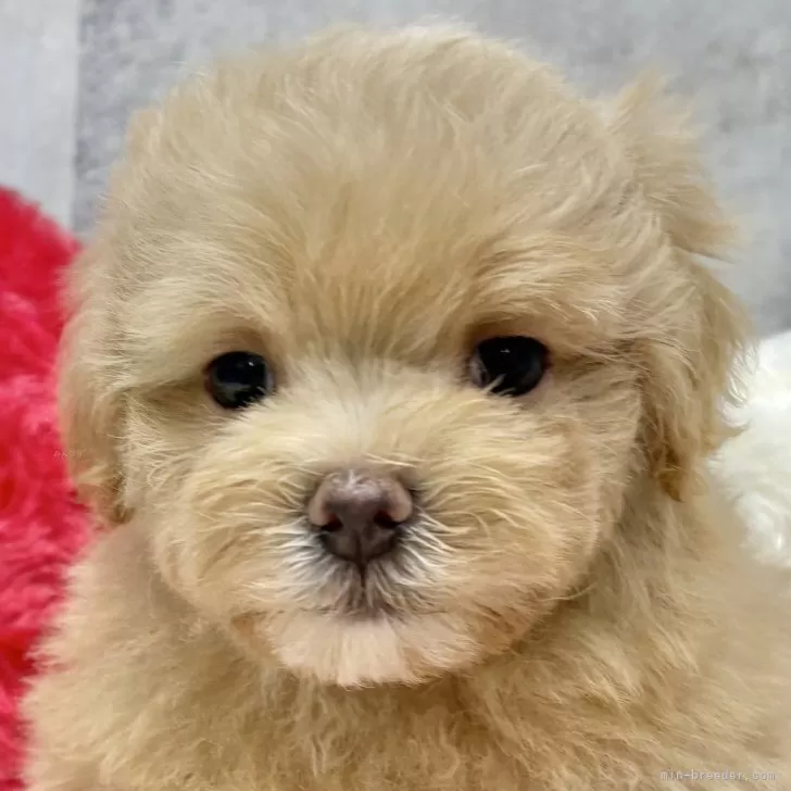 マルプー(トイプードル×マルチーズ)【岐阜県・男の子・2025年10月2日・アプリコット】の写真1