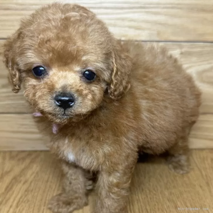 ID:2503-00173の子犬