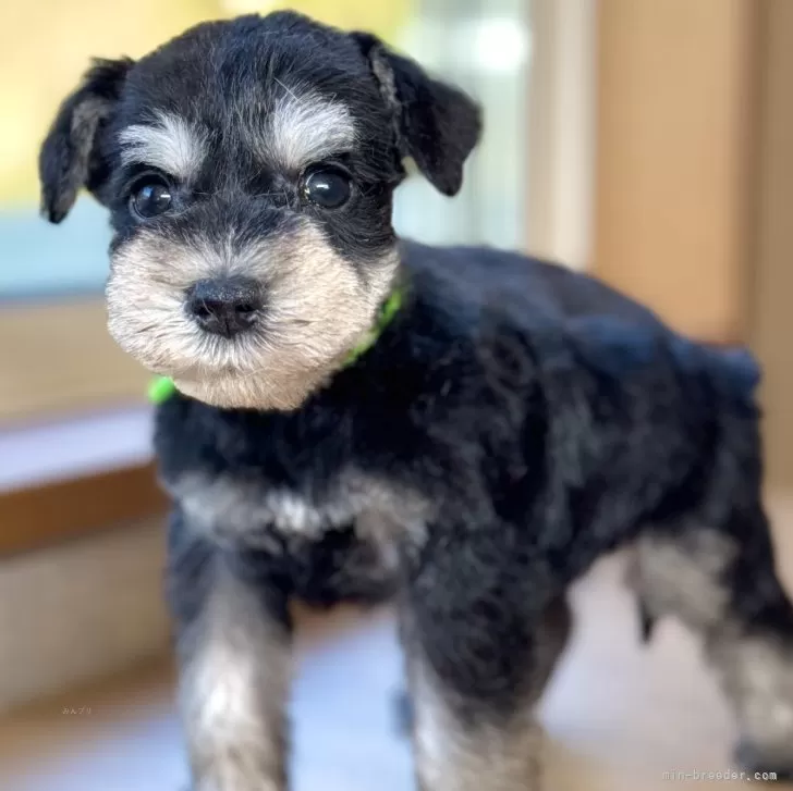 ID:2504-02909の子犬