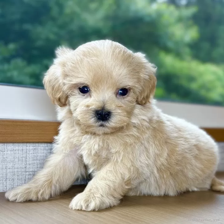 ID:2507-03296の子犬