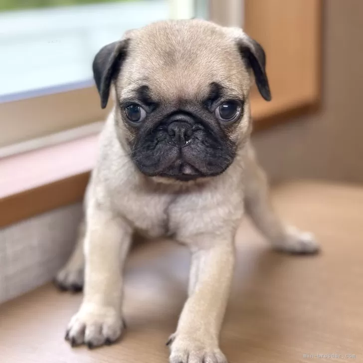 ID：2505-05782の子犬