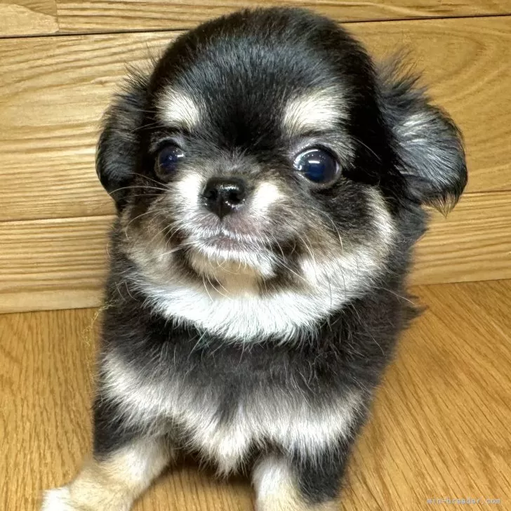 ID：2411-05441の子犬