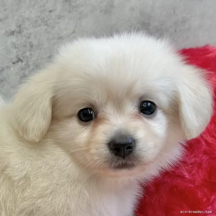 ID：2511-00177の子犬