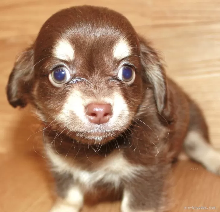 ID:2411-02124の子犬