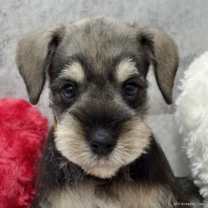 ブリーダー画像