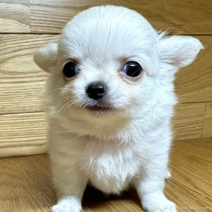 ID:2411-07634の子犬