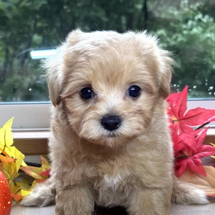 ID:2509-05414の子犬