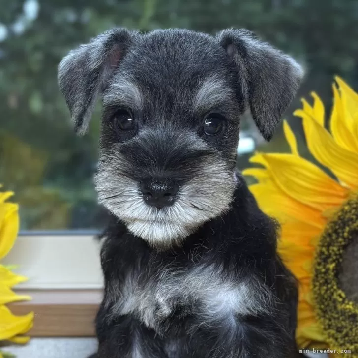 M.M 様のお迎えした子犬