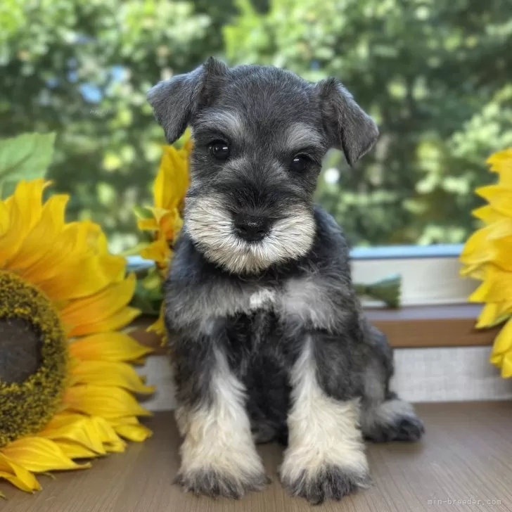 ID:2508-02291の子犬