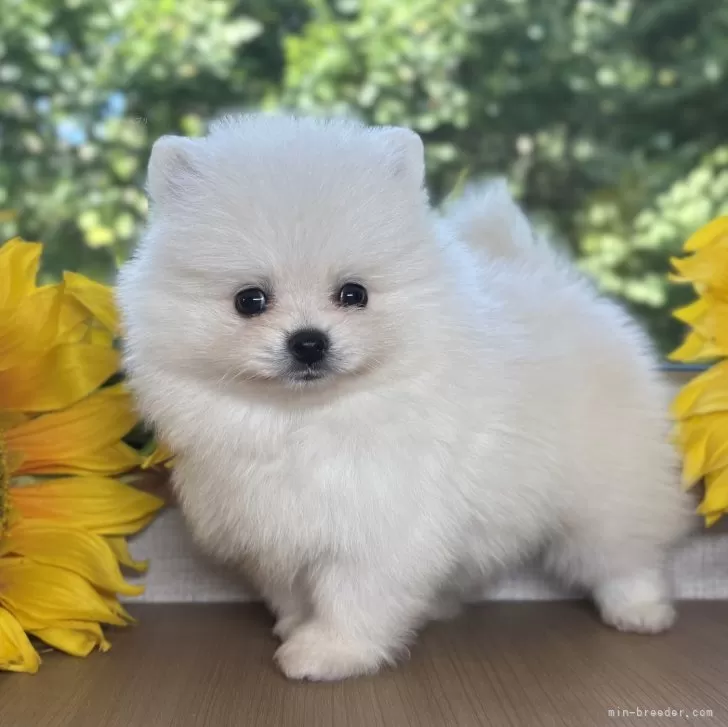 ID：2508-02283の子犬