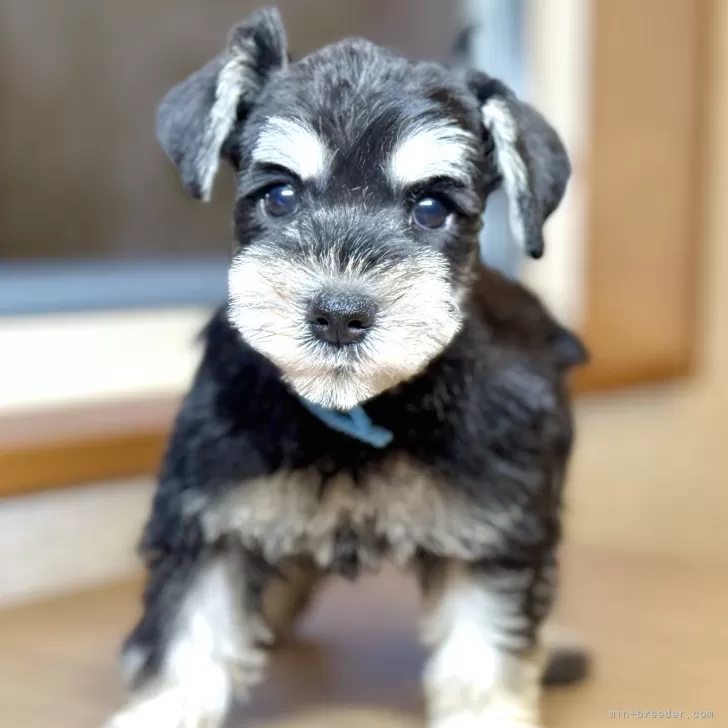 A.Y 様のお迎えした子犬