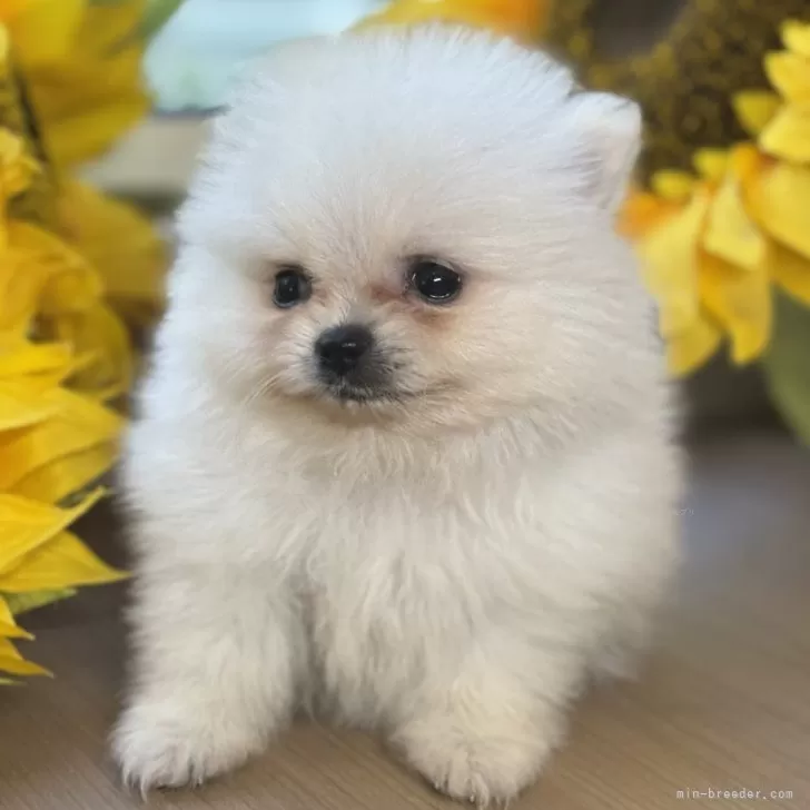 ID:2508-04321の子犬