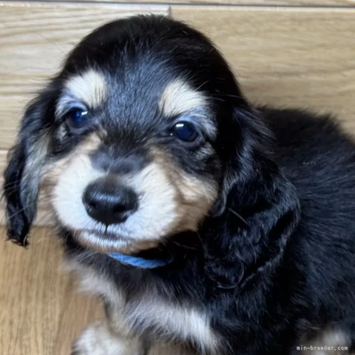 ID：2501-04801の子犬