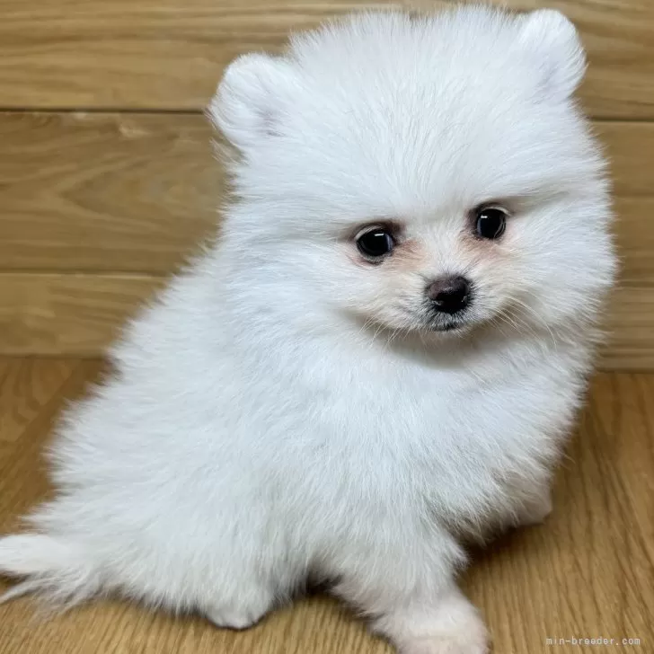 ID:2501-03074の子犬