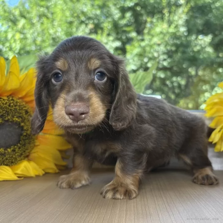ID:2508-02289の子犬