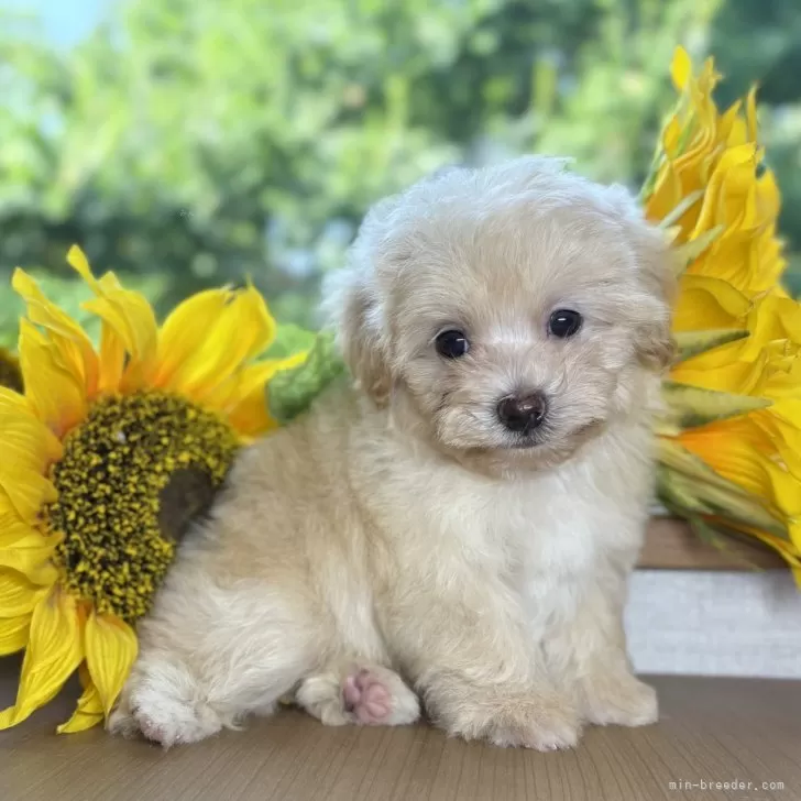 ID:2508-00211の子犬