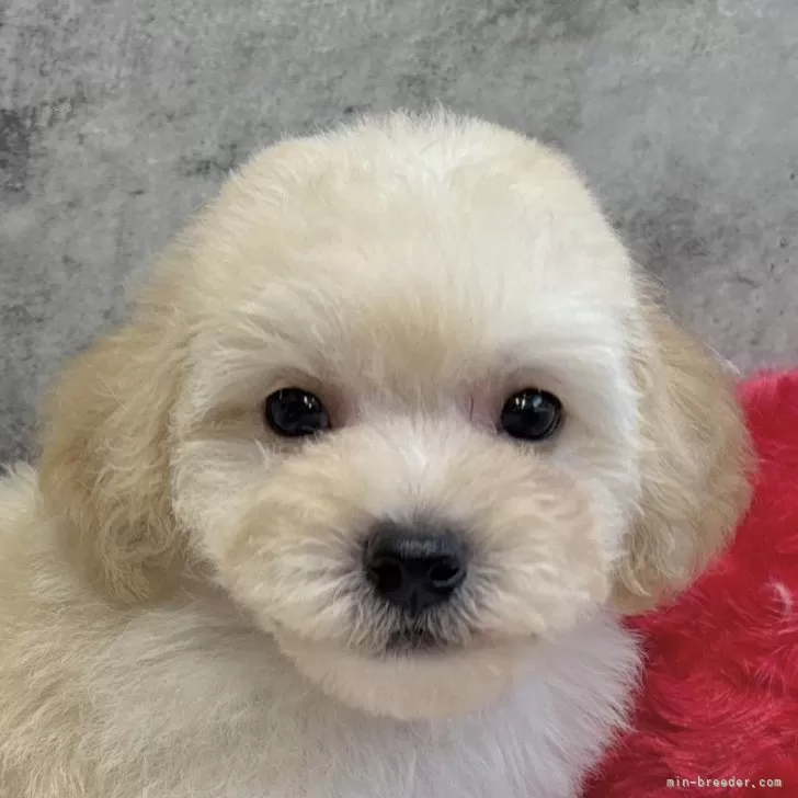 ID：2511-02115の子犬