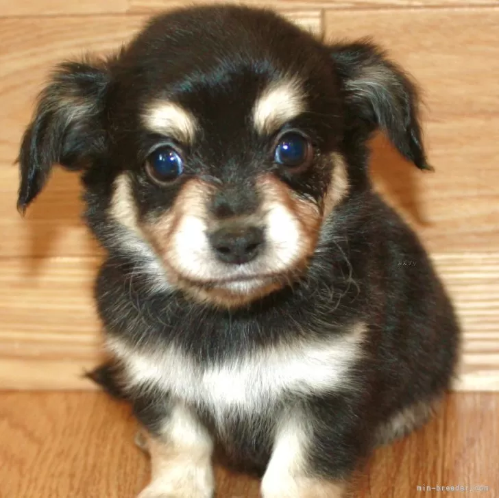 ID:2411-02125の子犬
